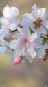 十月桜