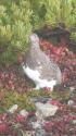 小蓮華山の雄雷鳥3