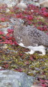 小蓮華山の雄雷鳥4