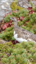 白馬乗鞍岳のチビ雷鳥2