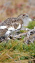 白馬乗鞍岳のチビ雷鳥6