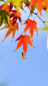 紅葉の始まり