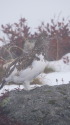 奥大日岳のチビ雷鳥