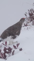 奥大日岳の雄雷鳥2