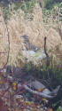 雷鳥荘の雄雷鳥2