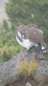 りんどう池の雄雷鳥
