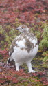 室堂のチビ雷鳥6