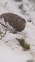 唐松岳の雄雷鳥3