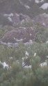 唐松岳の雌雷鳥2