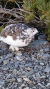 蝶ヶ岳の雌雷鳥3