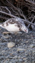 蝶ヶ岳の雄雷鳥6