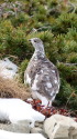 仙丈ヶ岳の雌雷鳥