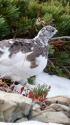 仙丈ヶ岳の雌雷鳥2