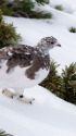 仙丈ヶ岳の雌雷鳥6