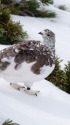 仙丈ヶ岳の雌雷鳥7
