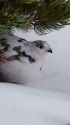 仙丈ヶ岳の雌雷鳥9