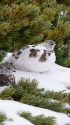 仙丈ヶ岳の雌雷鳥10