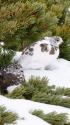仙丈ヶ岳の雌雷鳥11