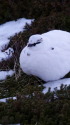 みくりが池の白雷鳥
