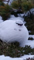 みくりが池の白雷鳥4