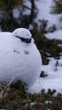 みくりが池の白雷鳥5