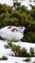 仙丈ヶ岳の雌雷鳥17