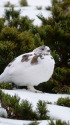 仙丈ヶ岳の雌雷鳥18