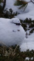 みくりが池の白雷鳥8