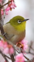 ウメジロー