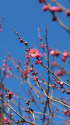 紅梅