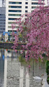  大手濠の桜