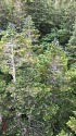 山の松ぼっくり