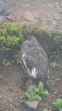 継子岳の雄雷鳥2