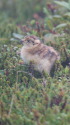 継子岳のチビ雷鳥