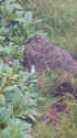 継子岳のママ雷鳥3