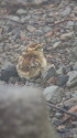 継子岳のチビ雷鳥4