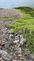 蝶ヶ岳の親子