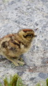 蝶ヶ岳のチビ雷鳥2