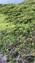 蝶ヶ岳のチビ雷鳥