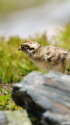 蝶ヶ岳のチビ雷鳥3