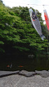 池の鯉