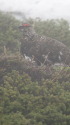北ノ俣岳の雄雷鳥