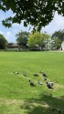 ハトの公園