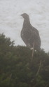 北ノ俣岳の雌雷鳥