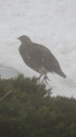 北ノ俣岳の雌雷鳥2