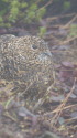 北ノ俣岳の雌雷鳥3