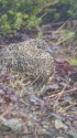 北ノ俣岳の雌雷鳥4