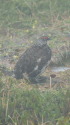 北ノ俣岳の雄雷鳥5