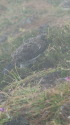 北ノ俣岳の雄雷鳥6