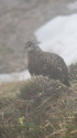 北ノ俣岳の雄雷鳥7